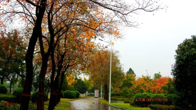 詩情畫意！秋冬之交一場雨 別樣周口落葉美