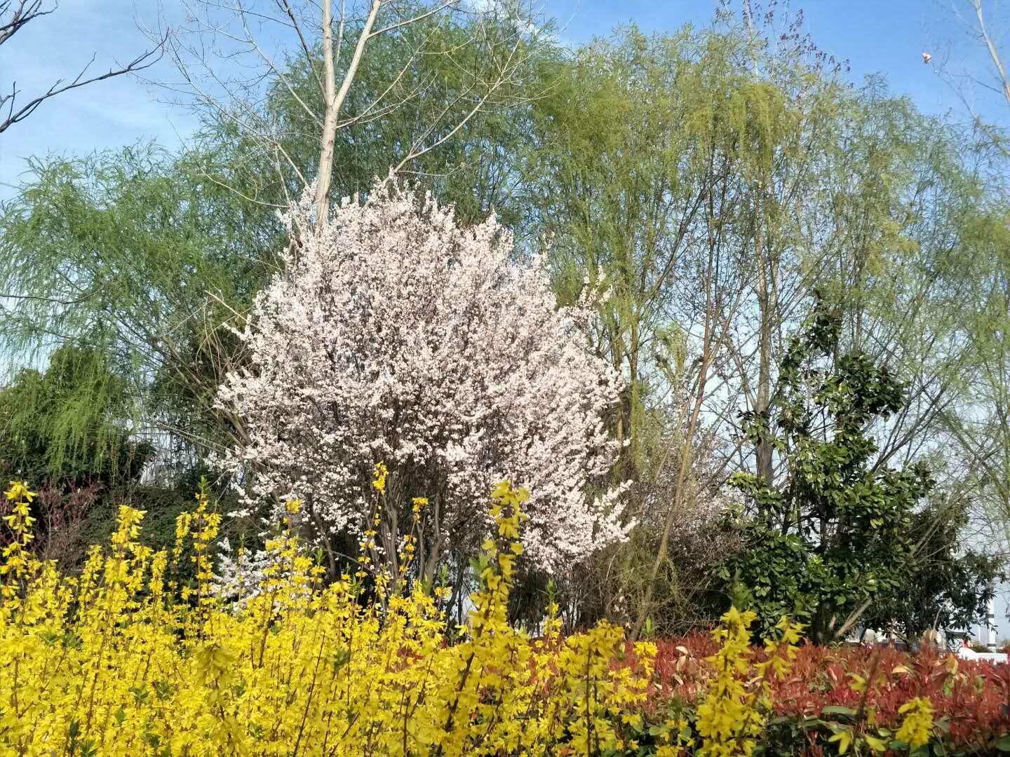 春天里，我們一起來(lái)看花