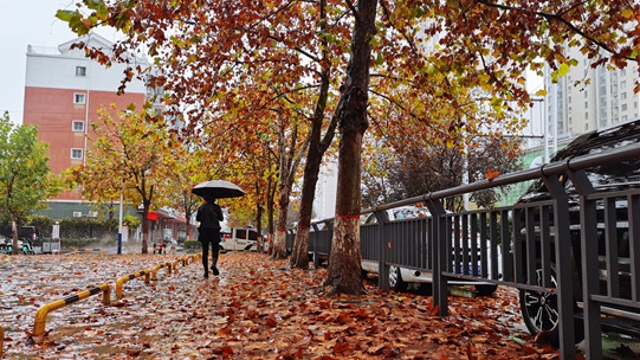 雨中周口，別有一番韻味